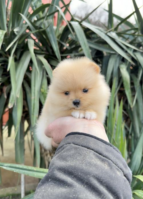 Померан мини момиче. Померанче