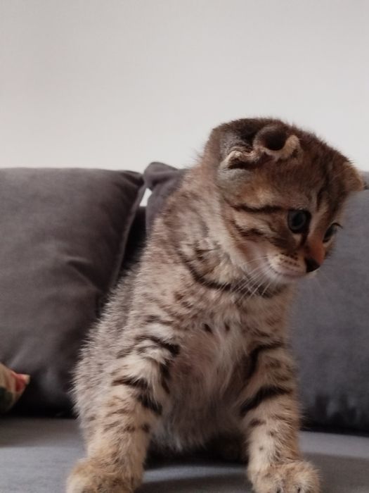 Шотландские котята