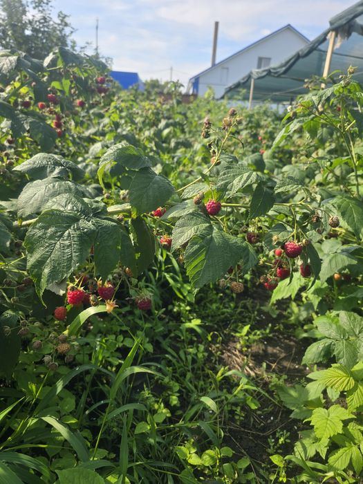 Малина ремотантная