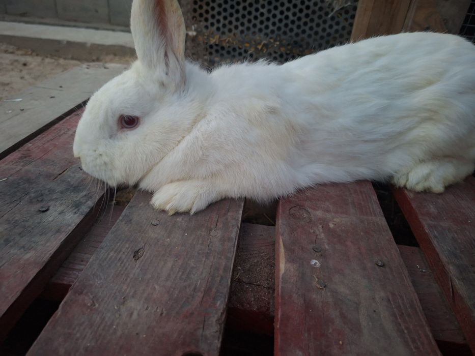 Ырғашы қоян сатамын