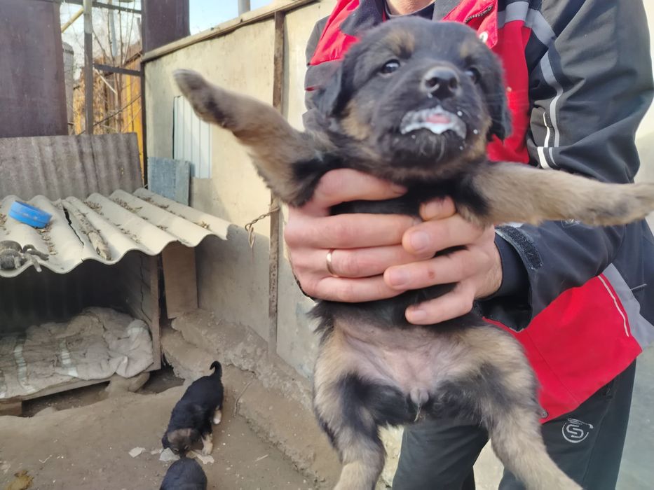 Отдам щенков в добрые руки