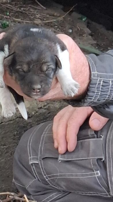 В добрые руки кутята
