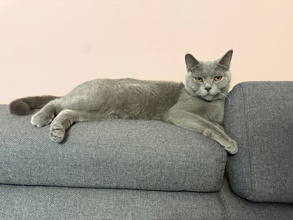 Британска късокосместа на 2г