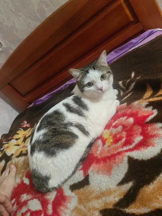 Отдам в хорошие руки