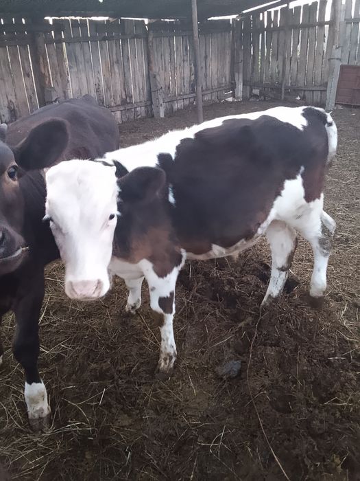 Продам тёлочку и бычка. Есильский район с. Покровка