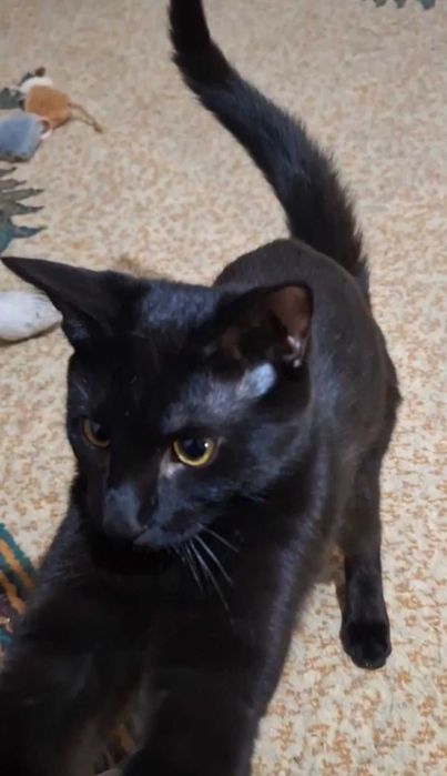 Элегантная чёрная красавица, 1 год, привита, паспорт, лоток+.