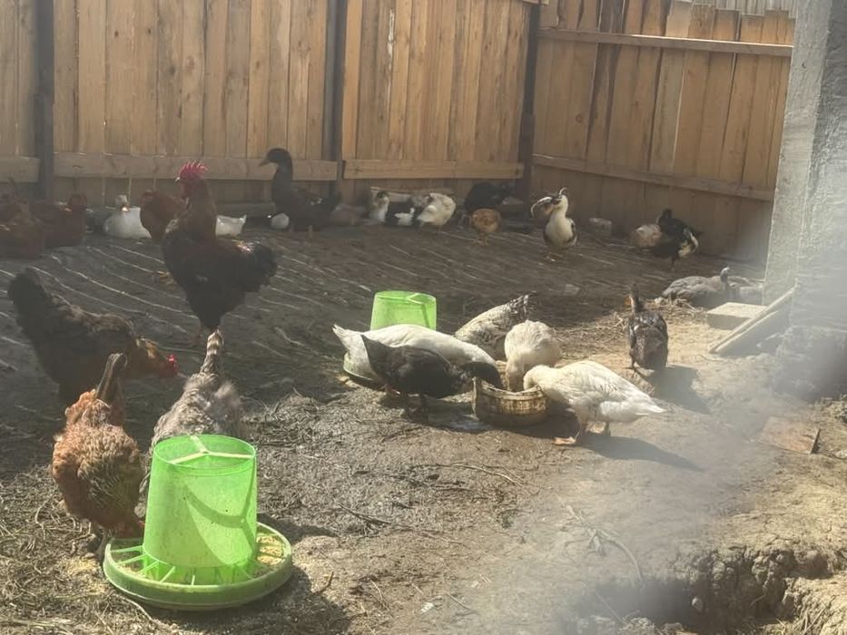 Vând, sau schimb animale pe animale!