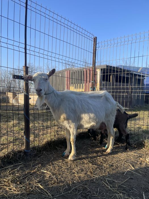 Capră Saanen cu 2 ieduțe gemene si una la prima fatare – rasă de lapte