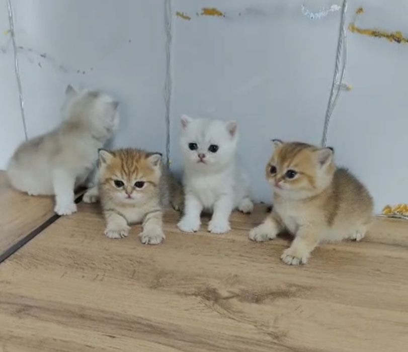 Котята Шиншиллы Шоу класса