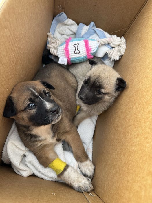 Крошка 1,5 месяца ищет домик