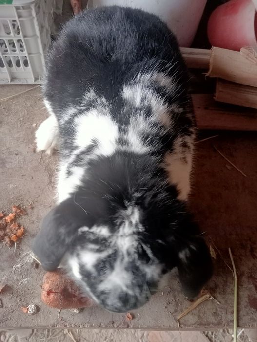 Кролики пародистый