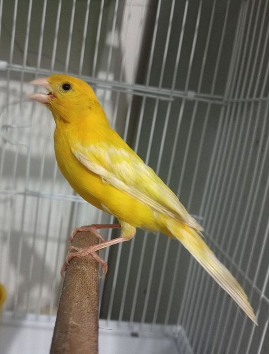 Kanareka limon nar sotiladi