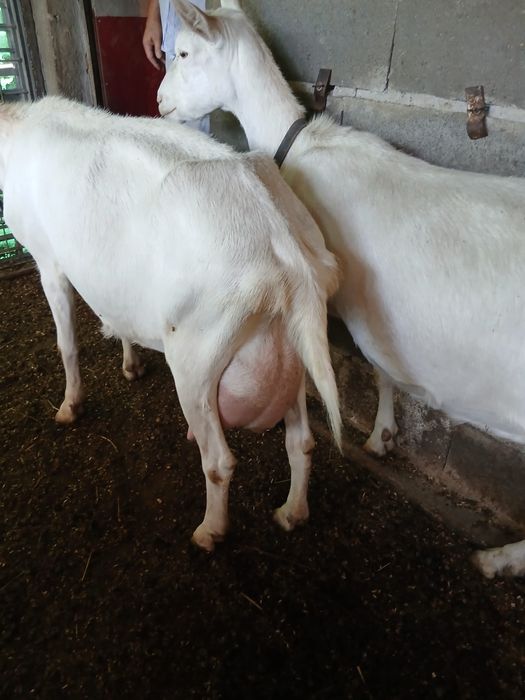 Țap Saanen de vanzare