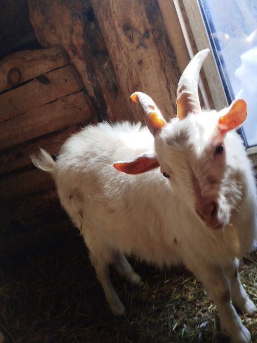 Продам козла или или обмен варианты предлогать