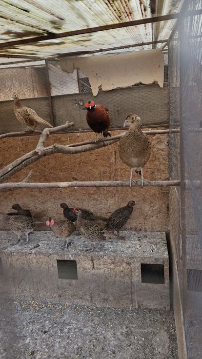 Vand fazani comuni din 2025