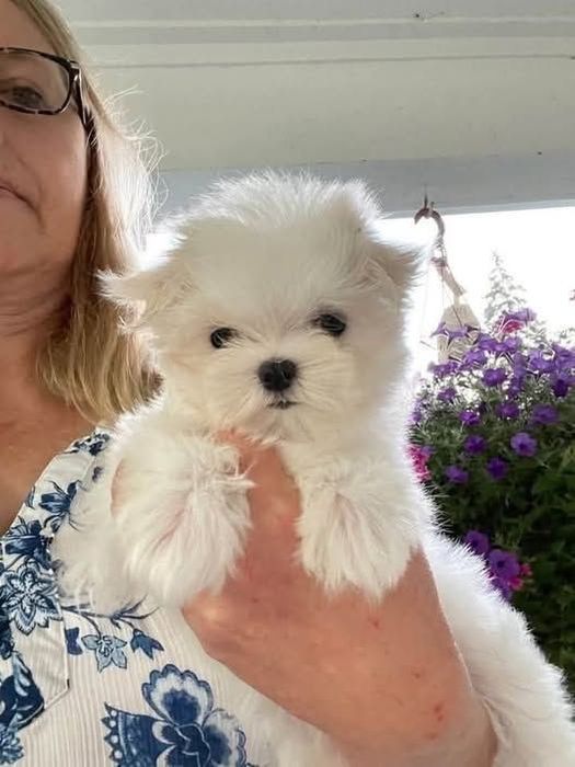 Bichon Maltez Mini Toy