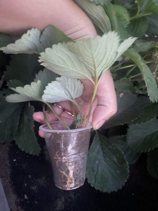 Продам укорененные усы клубники