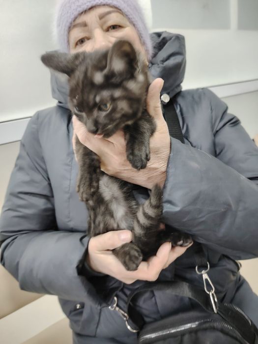 Отдам кошку и котенка