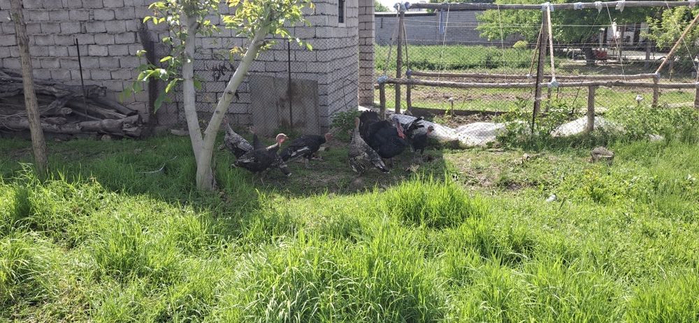 Kurka, tovuq jojalari bor domashniy sotiladi