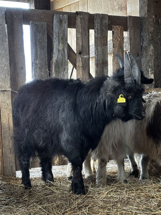 Серкелер сатылады