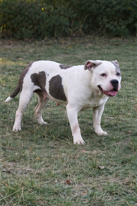 American Bully xl