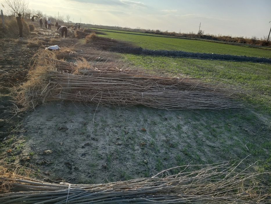 Tut kuchatlari , payvand balxi,sensa