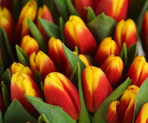 Тюльпаны из голландской луковицы