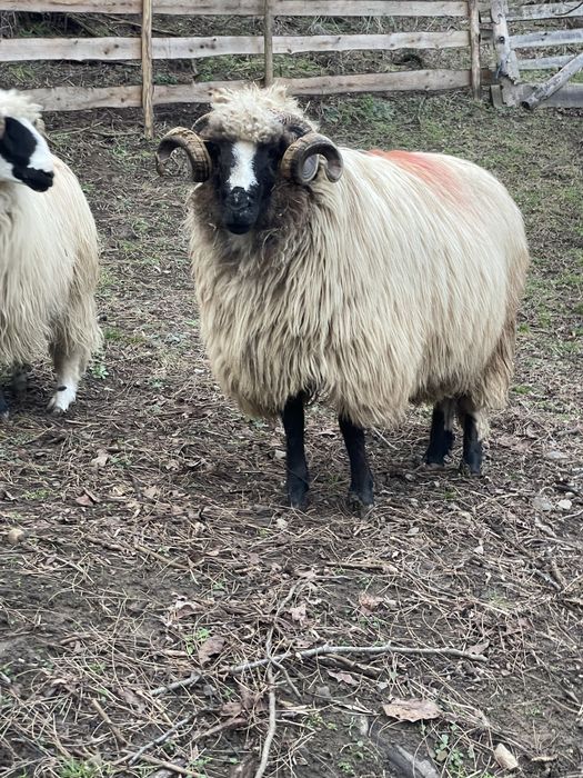 De vanzare mior breaz