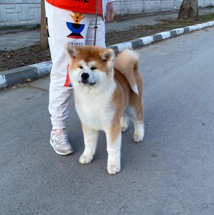 Cățeluș Akita Inu - Linii japoneze de Top