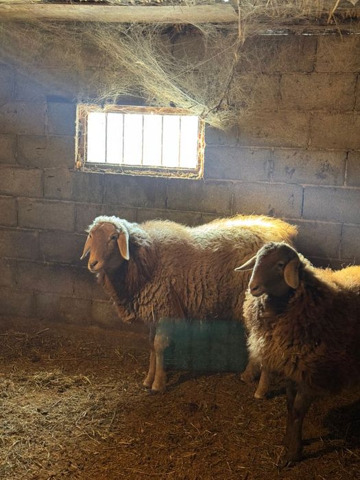 Бараны кой жирные