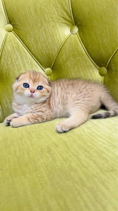 Золотая  шиншилла фолд