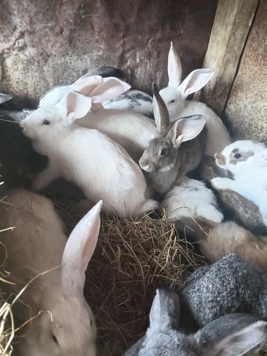 Крольчата помесные