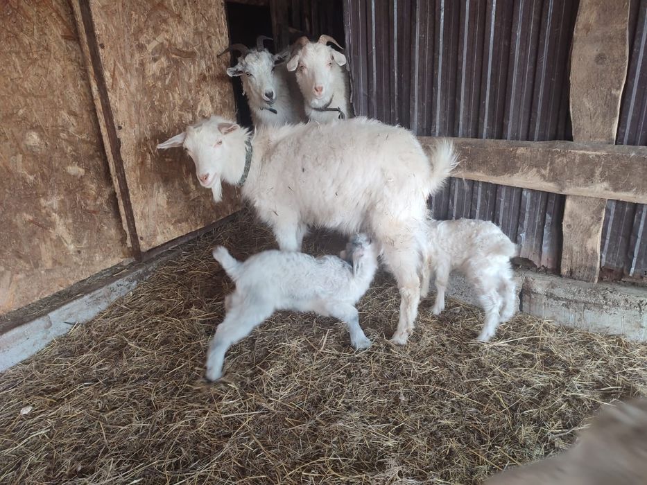 Продам козлов, коз, козлят