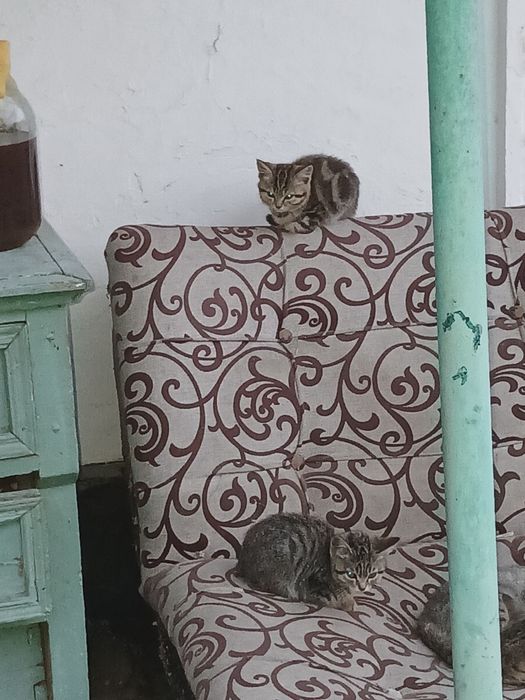 Отдам котят бесплатно