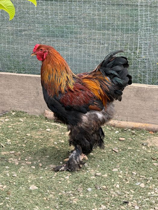 Cocoși brahma hd și potârnichiu