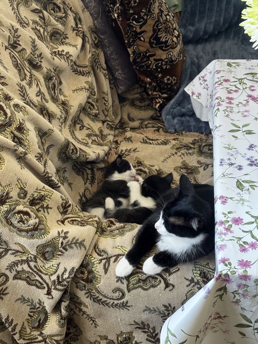 Котёнок мальчик умничка