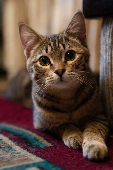 Котёнок мальчик 7 месяцев.