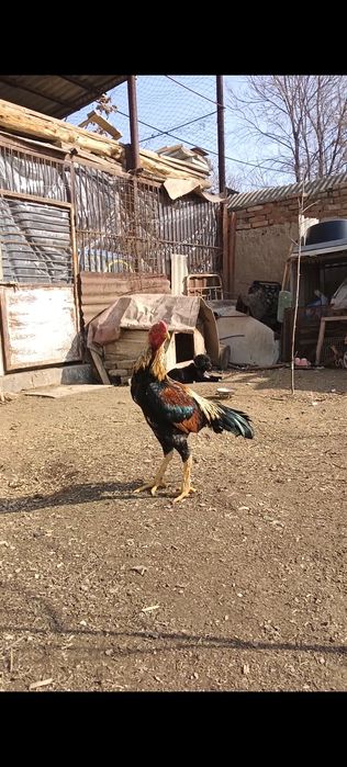 Китайц дакан ударник