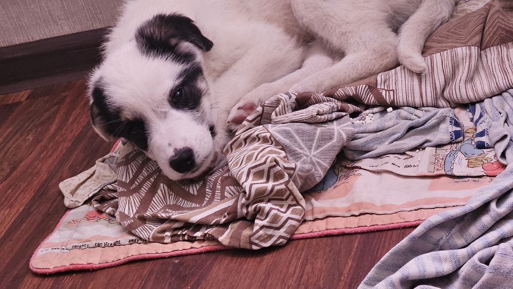 Отдам щенка в добрые руки