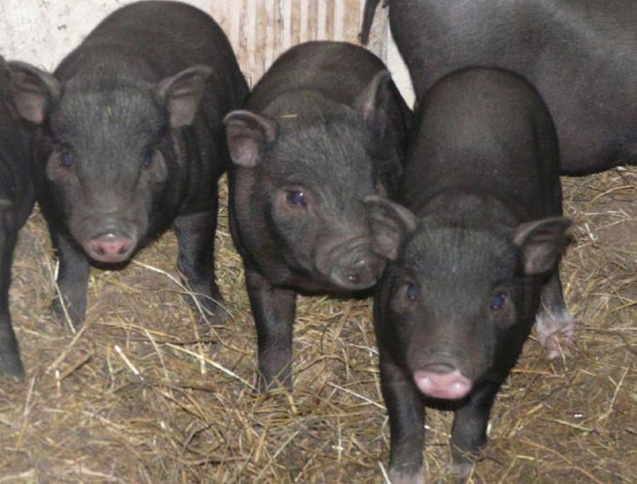 Виетнамски прасенца чистокръвни