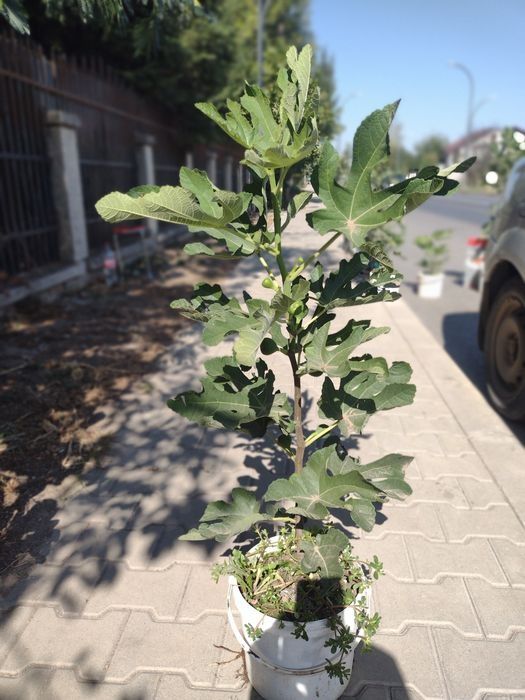 Smochini  la  ghiveci 80 cm H - Berceni