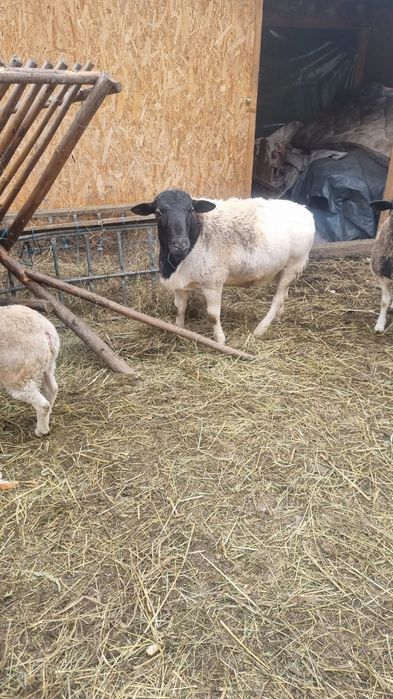 Vând berbec  dorper tânăr