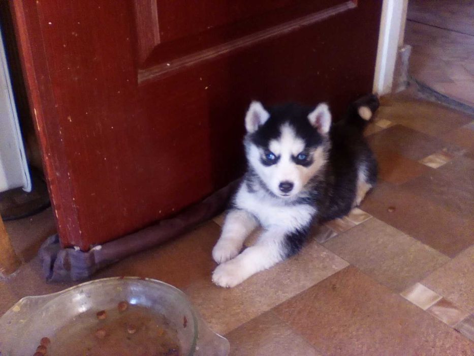 pui Husky ochii albastri, 2 luni