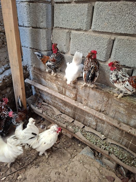 Куры карликовые...