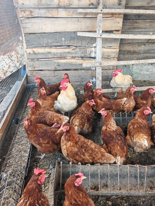 Продам курей 3500