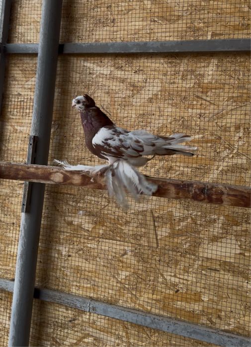 Продается голуби