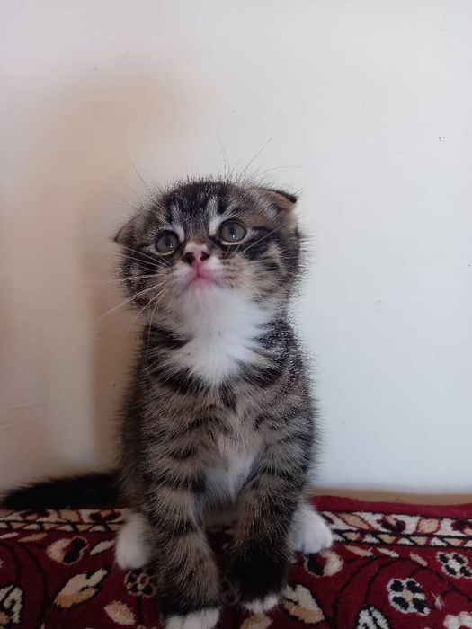 Продам котенка Скоттиш- фолд, шотландский вислоухий