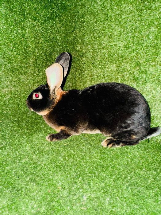 Кролик рекс разных окрасов