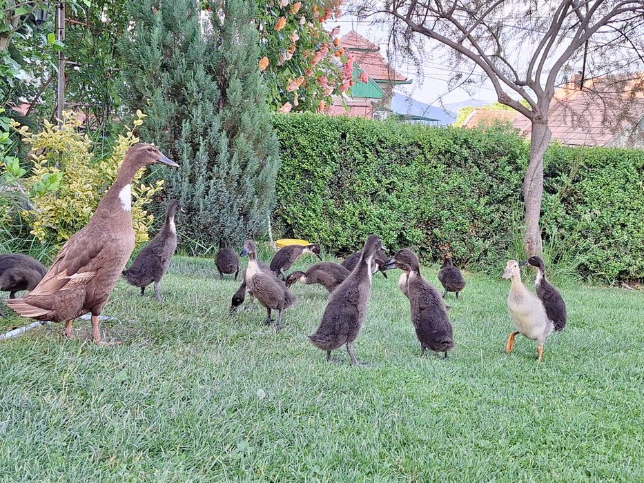 Rață alergătoare indiană