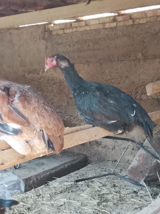 Дакан тауыктар сатылады